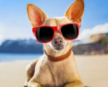 cane-spiaggia