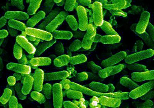 escherichia-coli