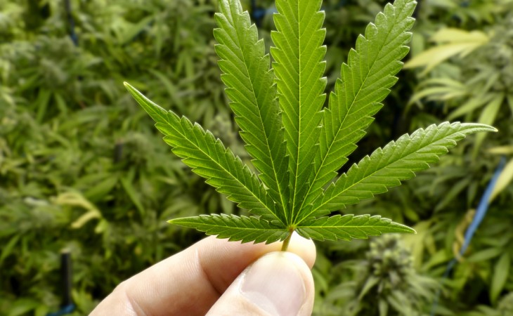 cannabis_1900x700