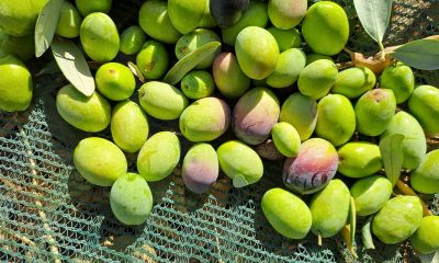 Oro verde siciliano. Profumi e sentori unici