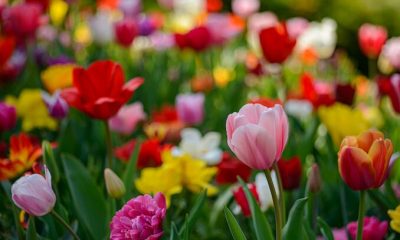 Tulipanomania, la fioritura di oltre un milione di tulipani al Parco Sigurtà