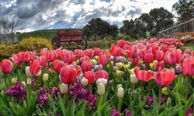 Tulipani di Sardegna