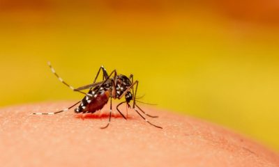 West Nile, decima vittima nel Lazio: morto un 87enne di Velletri