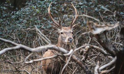 E’ nato un piccolo di cervo italico in Calabria