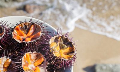 Ricci di mare: una ricetta che fa “bene al cuore”