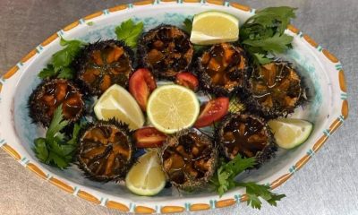 Il Riccio di Mare: un ecosistema in equilibrio e una delizia gastronomica