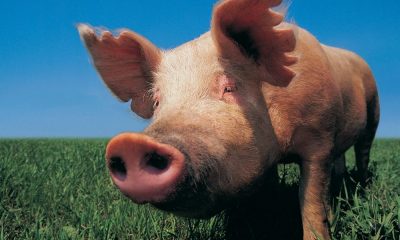 Prosciutti DOP: studio italiano scopre marcatori molecolari nel fegato dei suini