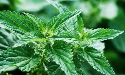 L’ortica: dalla pianta urticante ai piatti gourmet