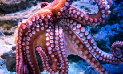 Il polpo: un tesoro del mare per la salute e la ricerca medica
