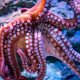 Il polpo: un tesoro del mare per la salute e la ricerca medica