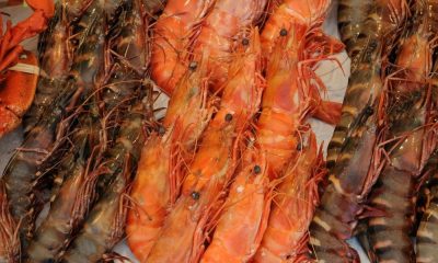 Batterie sostenibili dai gusci di crostacei: svolta ecologica per l’energia pulita