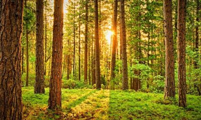 Gli italiani ignorano i benefici degli alberi: solo il 33% sa che assorbono CO2