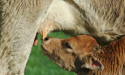 Colostro: concentrato di salute per neonati e adulti, anche sotto forma di integratore