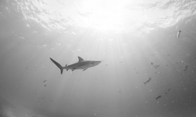 Deadly shark attack in New Caledonia: 40-year-old man killed