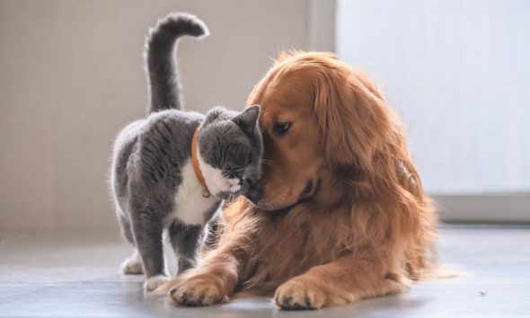 Norme Ue su cani e gatti: obbligo di microchip e registrazione
