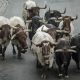 Pamplona, injured by a bull during the San Fermin festival 2025