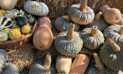La Zucca è la regina d’autunno a Ostellato (FE)