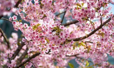 Meteo Italia, settimana primaverile con variabilità verso il 25 aprile