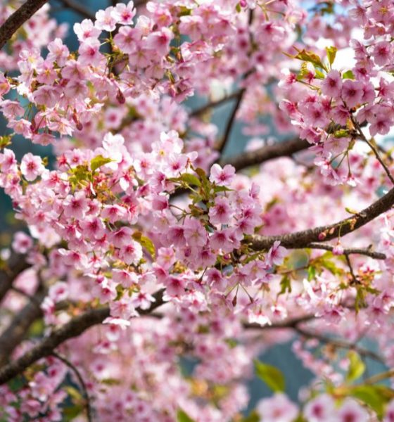 Meteo 25 aprile Italia sole e caldo: temperature fino a 28 gradi
