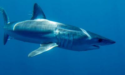 Squalo mako urta barca al largo di Gallipoli: paura tra diportisti