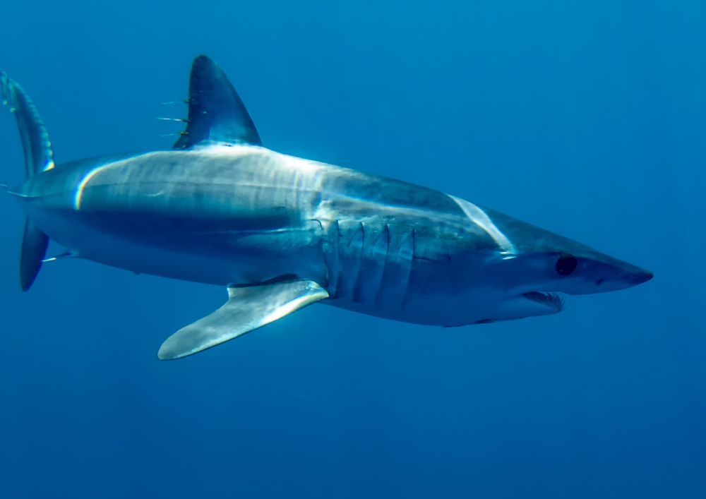 Squalo mako urta barca al largo di Gallipoli: paura tra diportisti